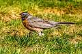 7: 04-22 Robin On The Hunt