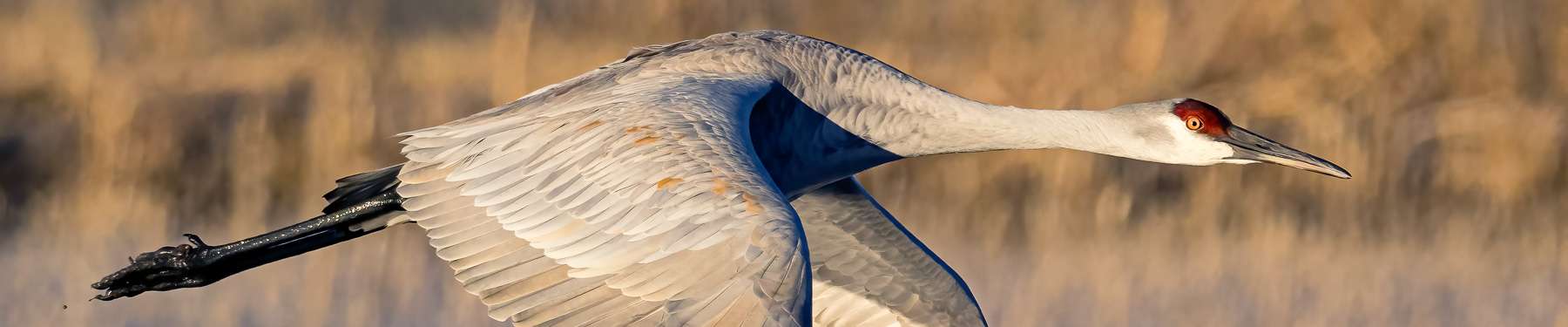 Click to show or hide the buttons