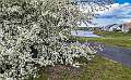57: 2024-04-24 Blooming Bush On The Golf Course