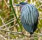 12: MurrellsInlet_2024-161