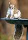 22: 10-13 Squirrel On The Bird Bath