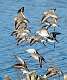 1: 01-04 Flock Of Dunlins