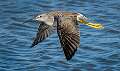 2: 01-04 Greater Yellowlegs