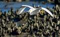 3: 01-04 Snowy Egret At HBSP