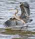 4: 01-05 Great Blue Heron
