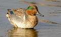 5: 01-05 Green-winged Teal