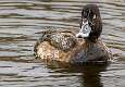 7: 01-05 Lesser Scaup