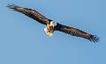 8: 01-06 Bald Eagle Hunting