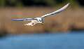 9: 01-06 Fosters Tern