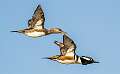 10: 01-06 Hooded Mergansers