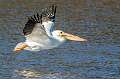 11: 01-06 White Pelican
