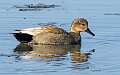 13: 01-11 Gadwall At Forsythe NWR-2