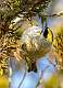 14: 01-11 Golden-crowned Kinglet