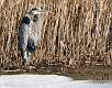 15: 01-11 Great Blue Heron At Forsythe NWR