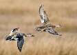 17: 01-12 Gadwall Pair In Flight