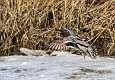18: 01-12 Green-wingede Teal Clearede For Landing