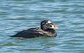 23: 01-16 Surf Scoter At IBSP