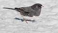 29: 01-19 Gray Dark-eyed Junco In The Snow