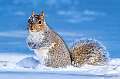 30: 01-19 Gray Squirrel In The Snow