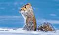 31: 01-19 Gray Squirrel Snacking In The Snow
