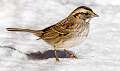 33: 01-19 White-throated Sparrow In The Snow