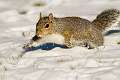 42: 01-24 Squirrel In The Snow
