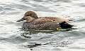 44: 01-25 Gadwall At Lake Of The Lilies