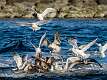 45: 01-25 Gull Feeding Frenzy