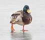 46: 01-25 Mallard With Cold Feet