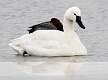 48: 01-25 Trumpeter Swan At Lake Of The Lilies