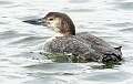 49: 01-26 Common Loon In Manasquan Inlet