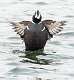 50: 01-26 Harlequin Duck Drying Its Wings