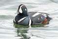 51: 01-26 Harlequin Duck In The Inlet