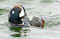 52: 01-26 Harlequin Duck Making Waves