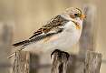 53: 01-26 Snow Bunting In Point Pleasant
