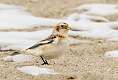 54: 01-26 Snow Bunting In The Sand