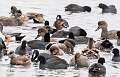56: 01-30 Ducks Gone Wild At Lake Of The Lilies
