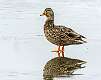 58: 01-30 Mallard On The Ice