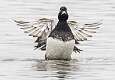 61: 01-30 Scaup Drying Its Wings