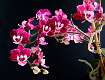 3: 02-06 Orchid-2