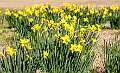 41: 02-26 Mini Daffodils At Brookgreen Gardens