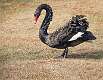 1: 03-01 Black Swan