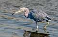 5: 03-01 Little Blue Heron