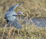 6: 03-01 Little Blue In Flight