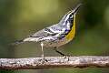 11: 03-01 Yellow-throated Warbler