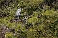 17: 03-22 Great Blue Heron At Forsythe NWR