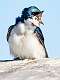 19: 03-22 Tree Swallow At Forsythe NWR