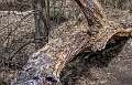 25: 03-31 Fallen Tree In Allaire State Park