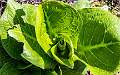 27: 03-31 Skunk Cabbage