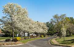 13: 04-09 Tree Blooming On Dalton Road